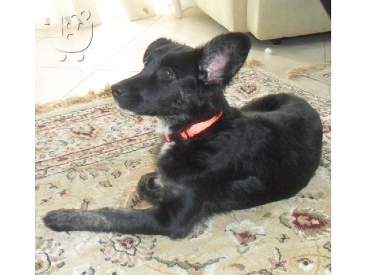 PoulaTo: Χαρίζεται μικρομεσαίο σκυλί